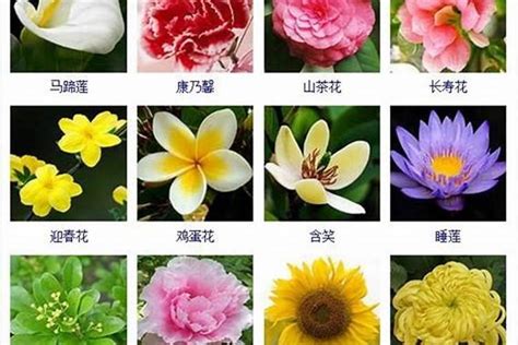 花名 意思|起名指南 ｜ 成人花名要怎么